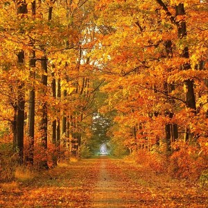 Beautiful-Autumn-Wallpapers-2-321-8599
